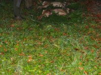 04.11.2017 -  Hubertusjagd