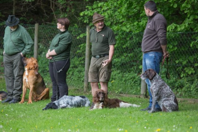 Hunde Präsentation - 2018 