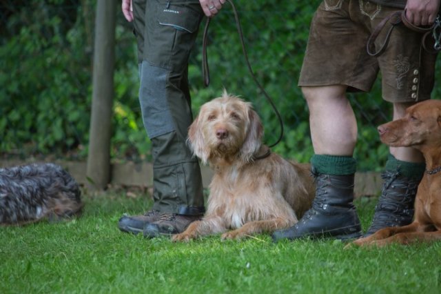 Hunde Präsentation - 2018 