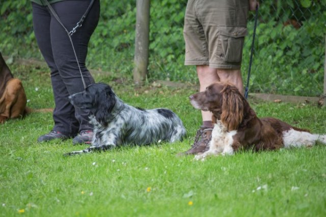 Hunde Präsentation - 2018 