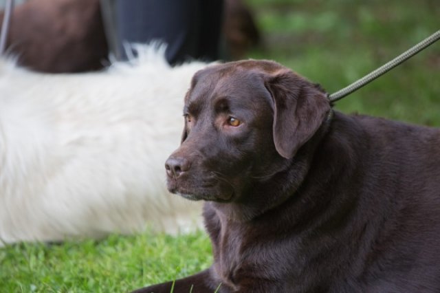 Hunde Präsentation - 2018 