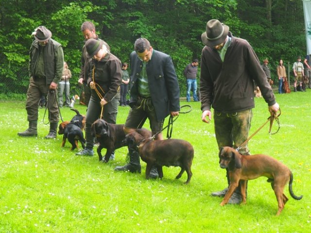 Hunde Präsentation - 2018 