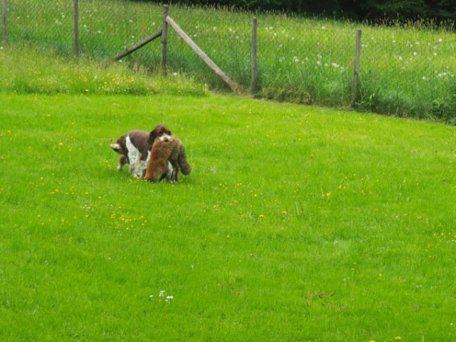 Hunde Präsentation - 2018 