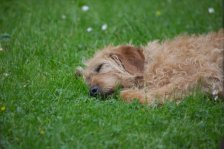 Hunde Präsentation - 2018 