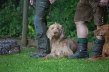Hunde Präsentation - 2018 