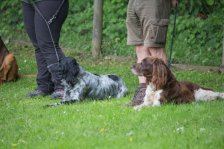 Hunde Präsentation - 2018 