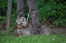 Hunde Präsentation - 2018 
