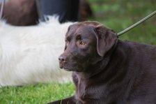 Hunde Präsentation - 2018 