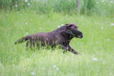 Hunde Präsentation - 2018 