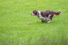 Hunde Präsentation - 2018 