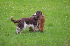 Hunde Präsentation - 2018 