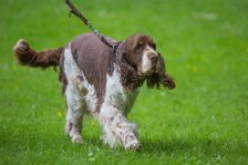 Hunde Präsentation - 2018 