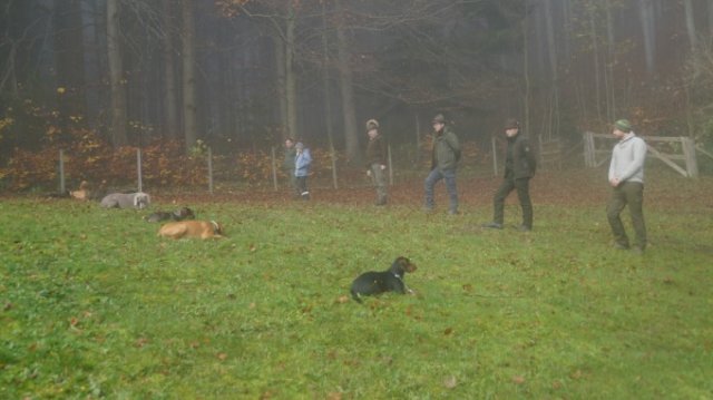 Hundereferat