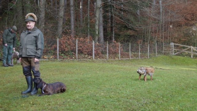 Hundereferat