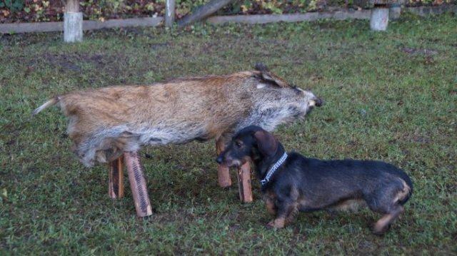 Hundereferat