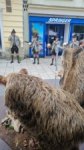 JSV beim Stadtfest Mürzzuschlag