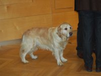 Heulen im Walde