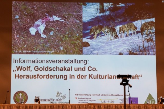 Wolf, Goldschakal und Co