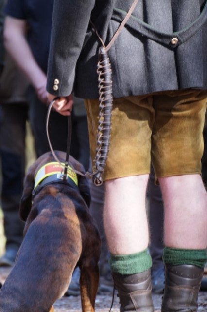 Jagdhundepräsentation 2025