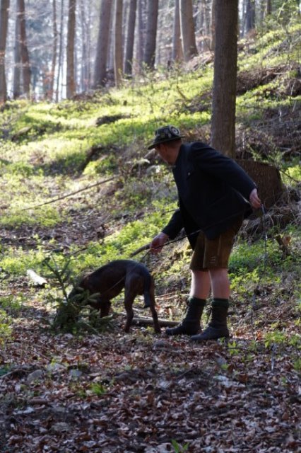 Jagdhundepräsentation 2025