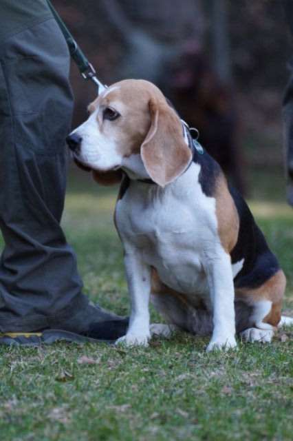 Jagdhundepräsentation 2025