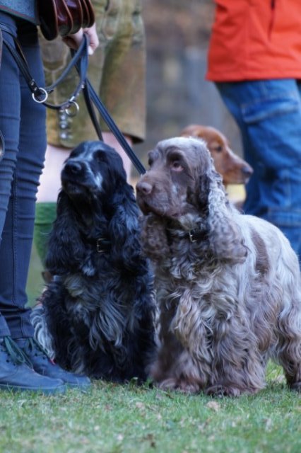 Jagdhundepräsentation 2025