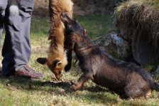Jagdhundepräsentation 2025