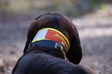 Jagdhundepräsentation 2025