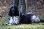 Jagdhundepräsentation 2025