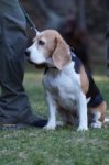 Jagdhundepräsentation 2025