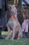 Jagdhundepräsentation 2025