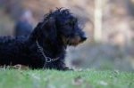 Jagdhundepräsentation 2025