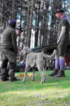 Hundepräsentation 2026