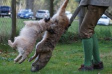 Hundepräsentation 2026