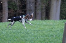 Hundepräsentation 2026